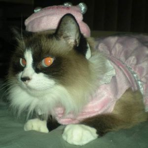 Meet your Posher, Caroline